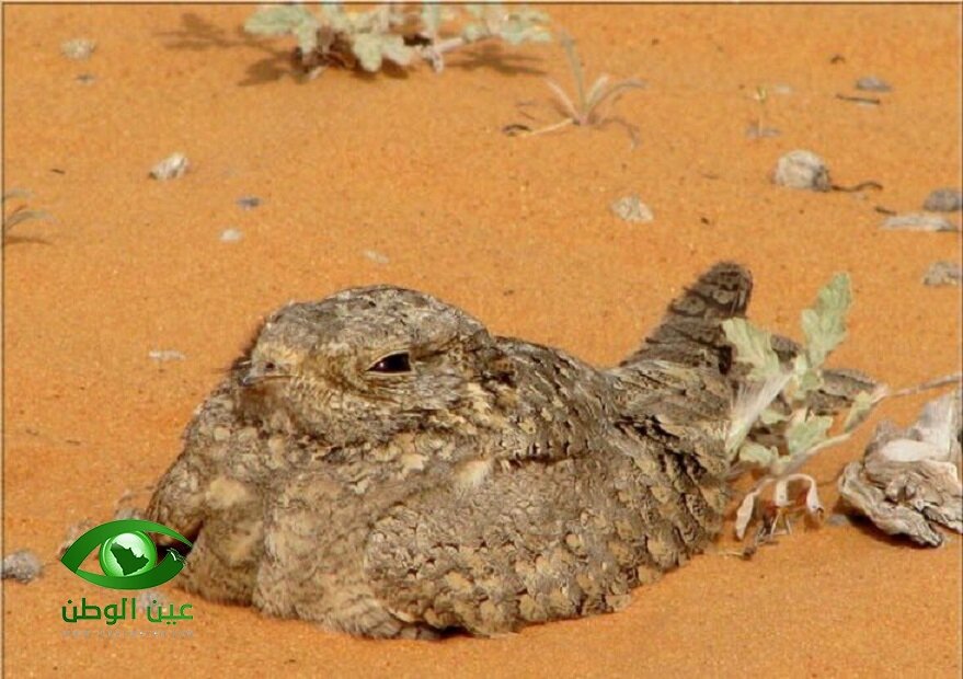 ملهي الرعيان