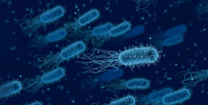 ما هي جرثومة “شيغيلا” التي تسببت في تعليق الدراسة بالأردن؟