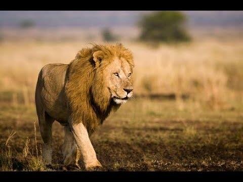 ضبط موقع للاتجار بكائنات فطرية مهددة بالانقراض بجدة