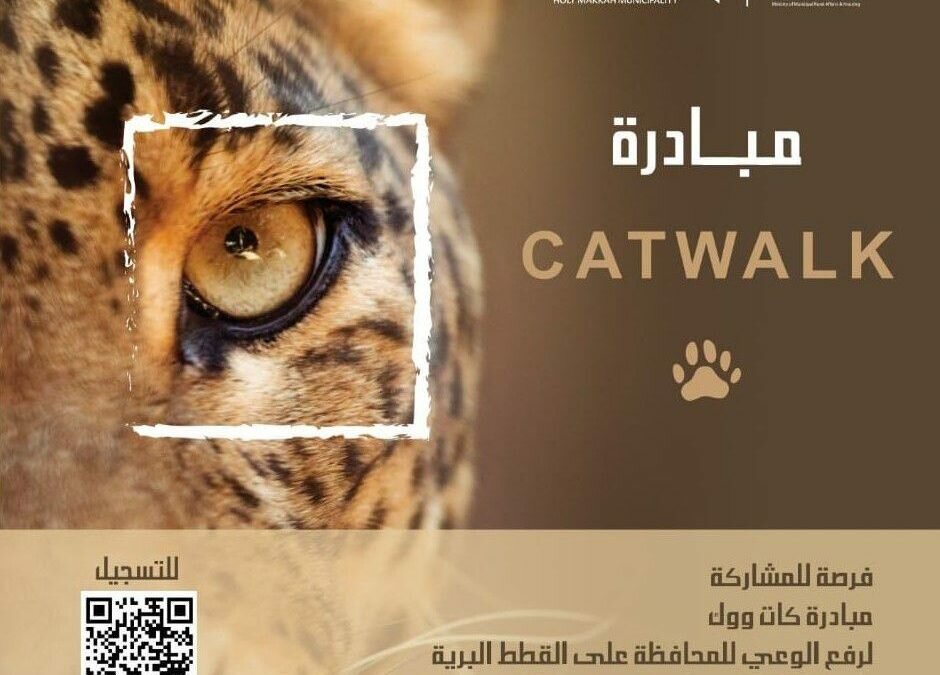 أمانة العاصمة المقدسة تنظم فعالية المشي للحفاظ على القطط البريِّة