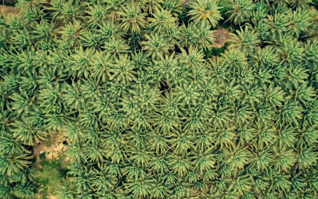 المملكة تقود برنامج تطوير النخيل عالمياً عبر المجلس الدولي للتمور