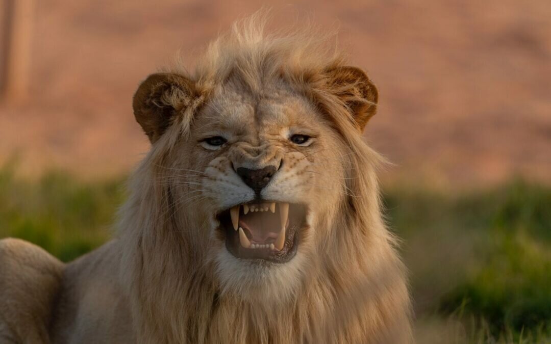 منطقة “رياض سفاري” تتيح لزوارها أيامًا إضافية من التجارب النادرة بوجود الأسد الأبيض