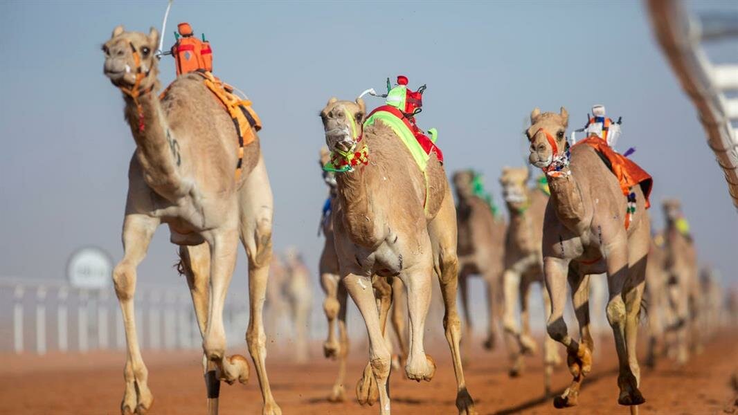 منع إقامة الحفلات والمناسبات في مهرجان الملك عبدالعزيز للإبل