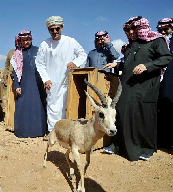 “الحياة الفطرية” تطلق 10 ظباء ريم في متنزه الغاط الوطني