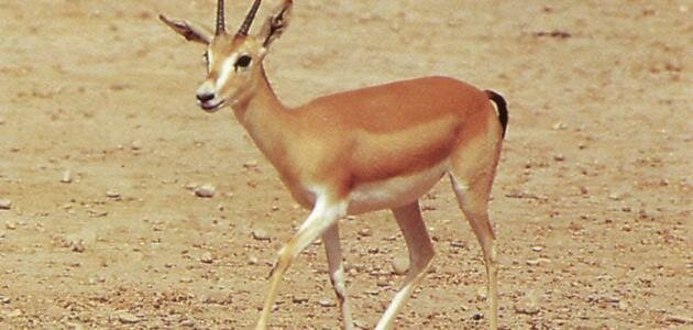 “الحياة الفطرية”: تم رصد 130 مخالفة قد تصل غراماتها إلى 100 ألف ريال