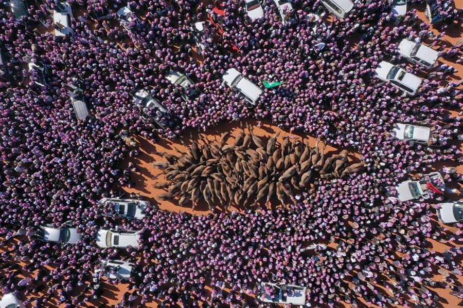 حضور كبير واستثنائي في مهرجان الملك عبد العزيز للإبل (صور)