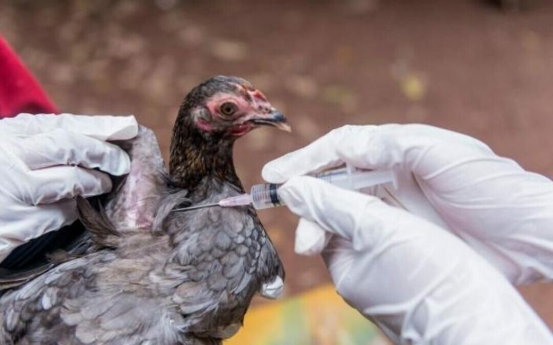 فرنسا: اكتشاف بؤرة شديدة العدوى من فيروس إنفلونزا الطيور
