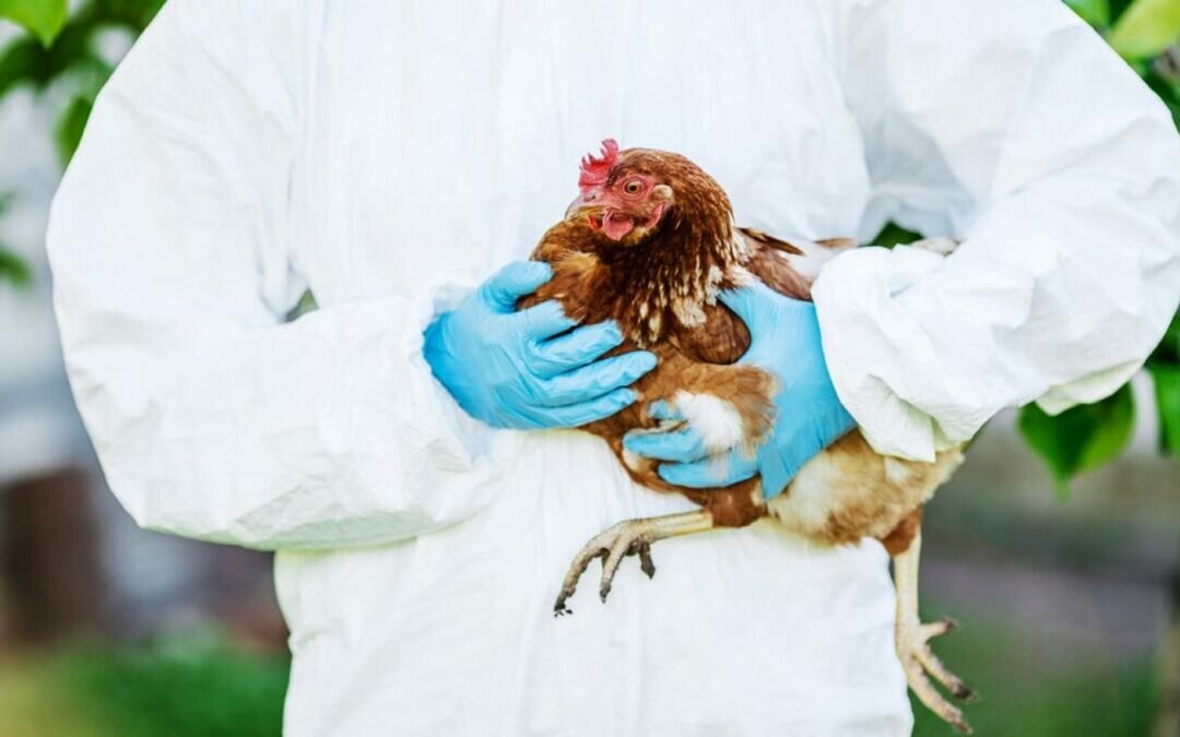 بعد تسجيل حالات بعدة دول.. هل العالم على موعد جديد مع إنفلونزا الطيور؟