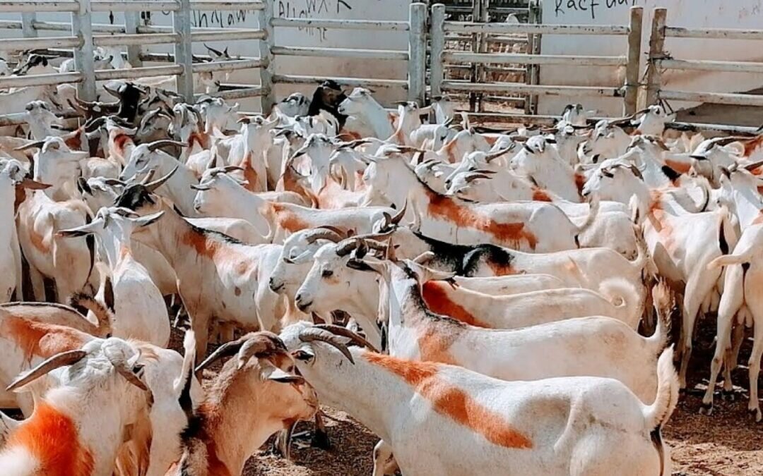 حظر تصدير الأغنام والماعز بدولة خليجية
