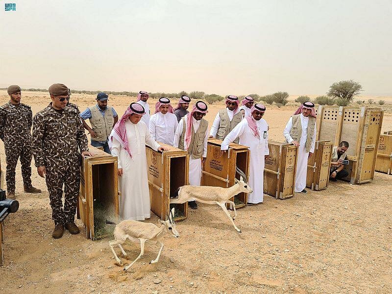 “الحياة الفطرية” تطلق 50 كائناً فطرياً مهدداً بالانقراض