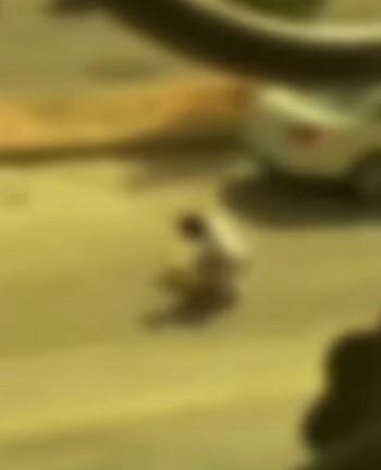 القبض على مواطن بالرياض اعتدي على حيوان بالضرب