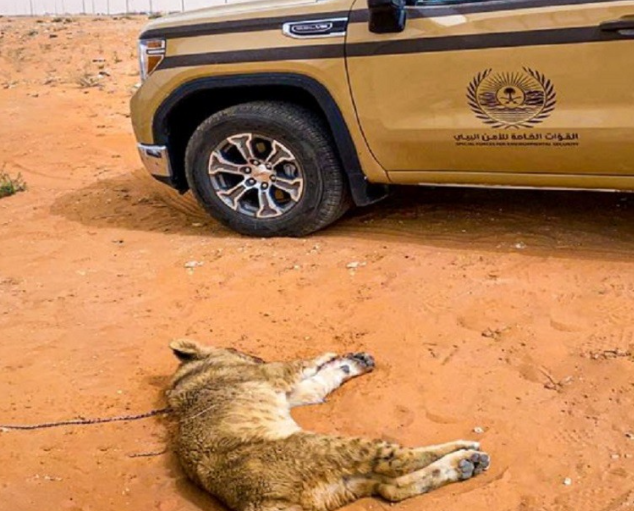 الأمن البيئي يباشر بلاغ تعرض “أسد” لإصابة في أحد طرقات مدينة الرياض