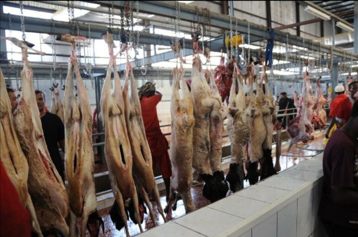 وفق أعلى الطاقات التشغيلية…«مراكز الهدي والأضاحي بالمشاعر » تستقبل أضاحي الحجاج خلال أيام التشريق