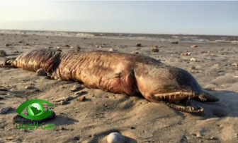 بالصور.. مخلوقاً غريباً يجلبه إعصار هارفي